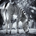 Stripes by pamknowler