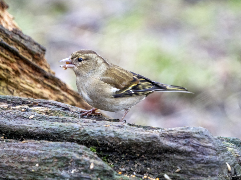 Female Chaffinch by pcoulson