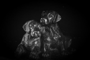 1st Feb 2018 - Bronze Pups