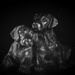 Bronze Pups by fbailey