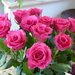 Beautiful Roses by susiemc