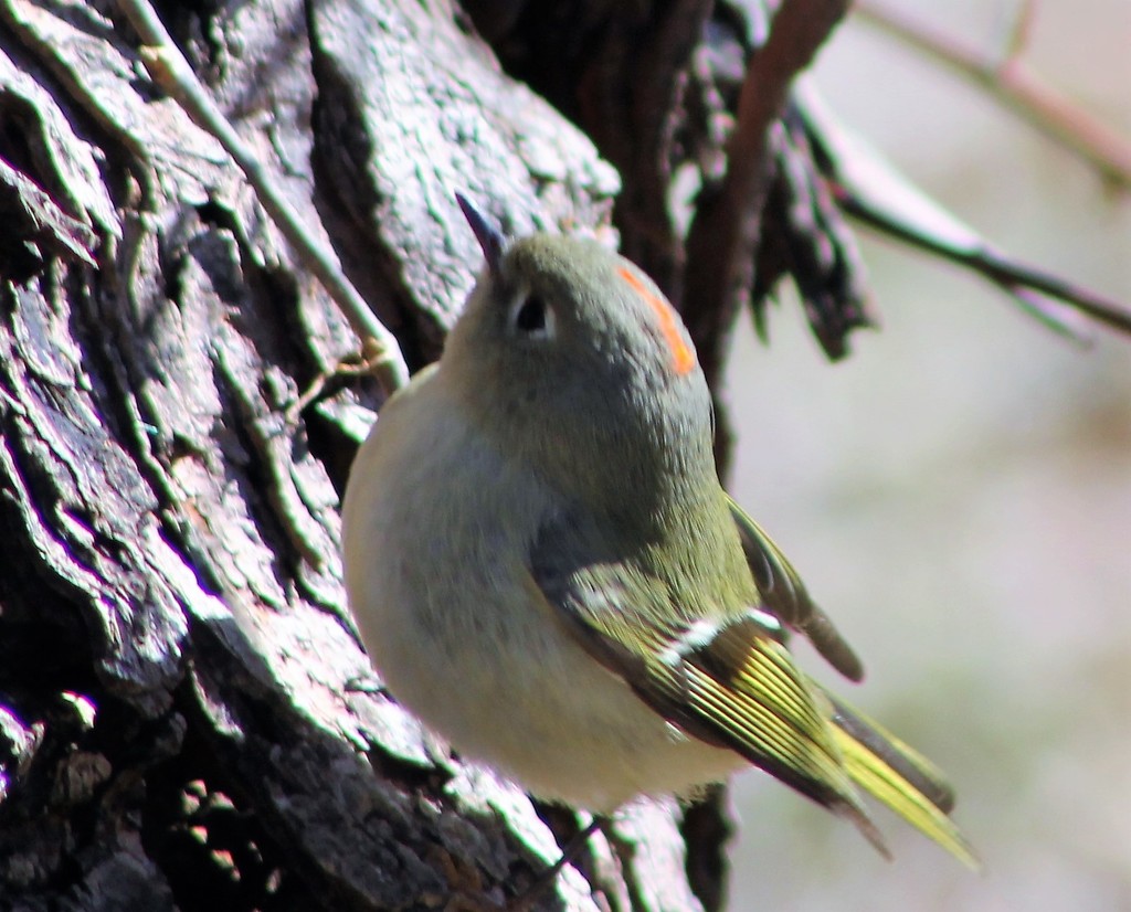 Ruby-Crowned Kinglet by cjwhite