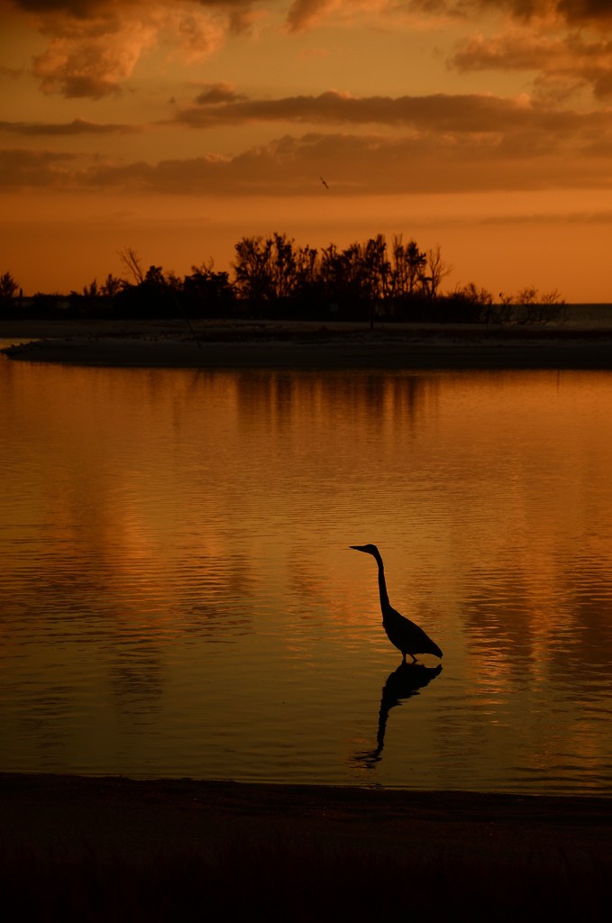 Sunset Bird by dora