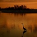 Sunset Bird by dora