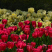 Spring Tulips by dora