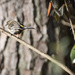 Yellow Rumped Warbler by darylo