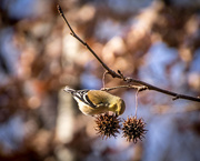 3rd Feb 2018 - Nature's bird feeder