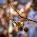 Nature's bird feeder by darylo