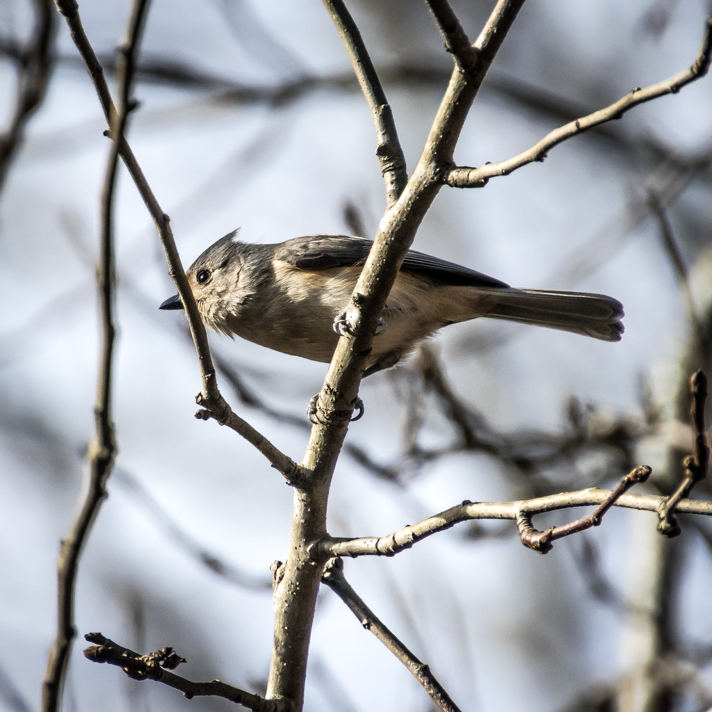Tit in the trees by darylo