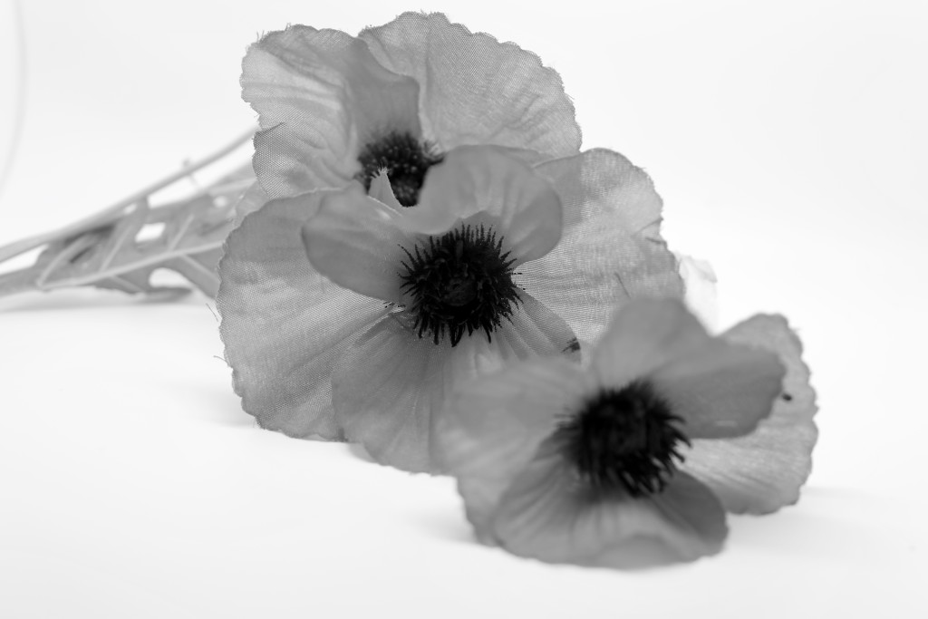 Faux Poppies by phil_sandford