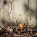 Chipmunk in the Morning Light by darylo