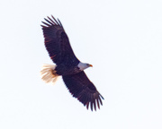 2nd Feb 2018 - Bald Eagle in Flight