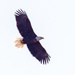 Bald Eagle in Flight by rminer