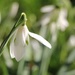 Snowdrop by daffodill