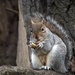 Squirrel Nutkin! by bizziebeeme