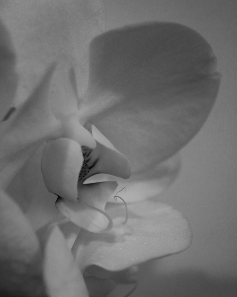 Orchid by daisymiller