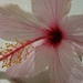 Hibiscus  by positive_energy