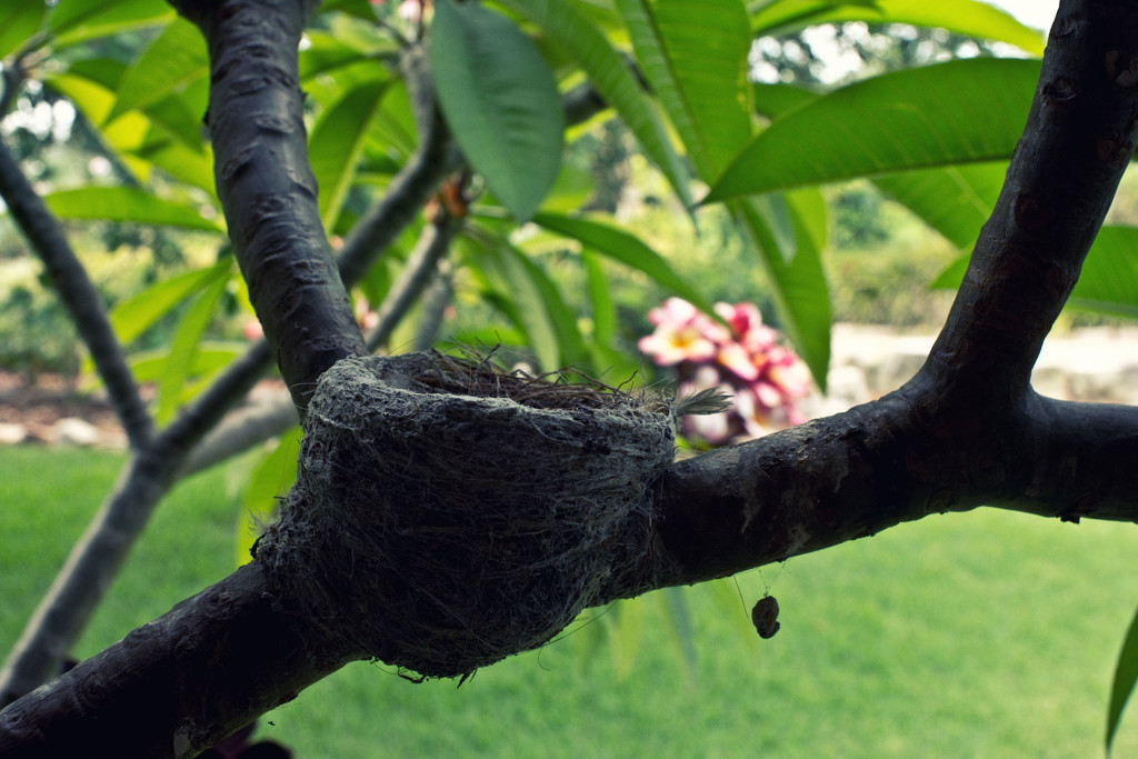 a nest in the frangipani by annied