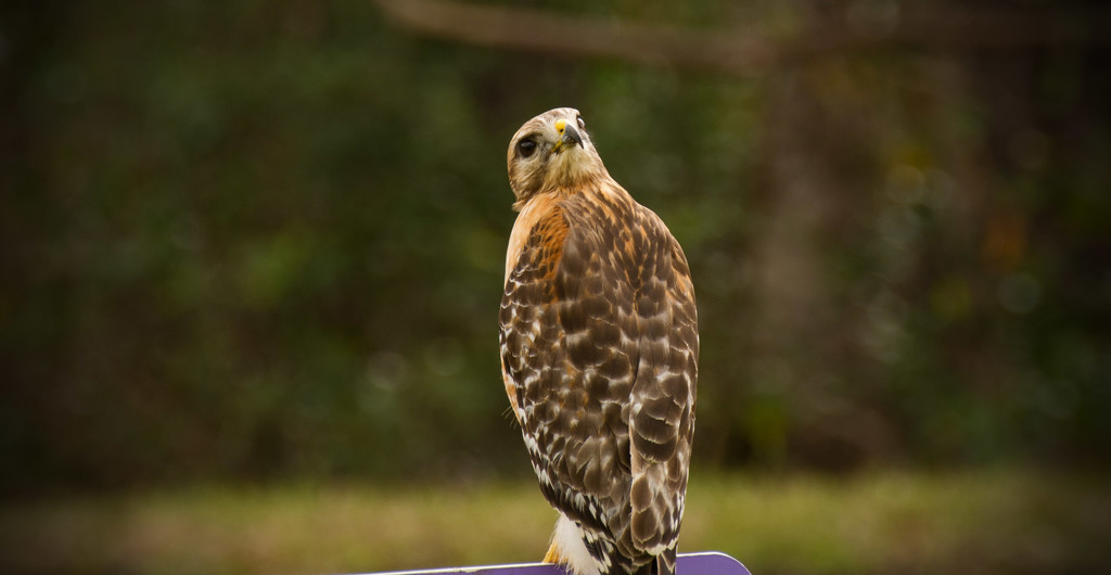 Hawk Imitating an Owl! by rickster549