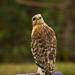 Hawk Imitating an Owl! by rickster549