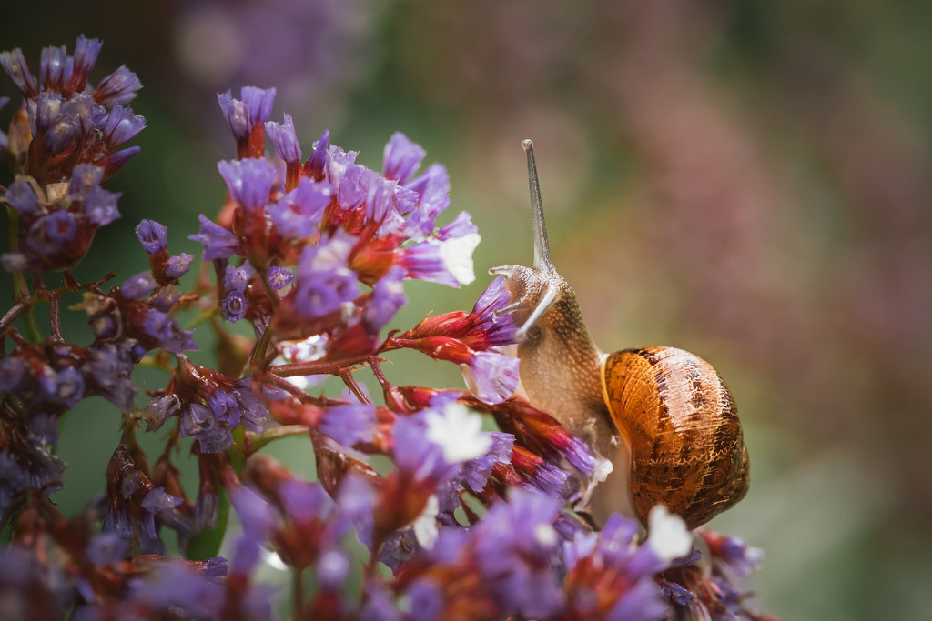 Good morning snail! by jodies