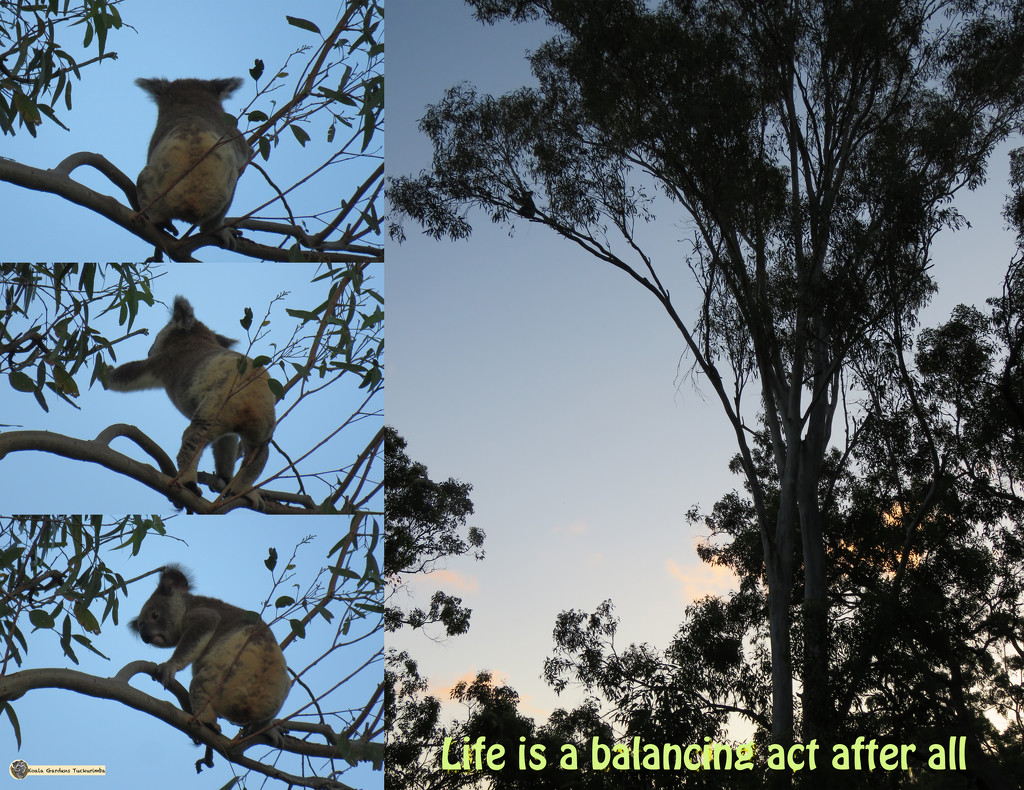 balance by koalagardens
