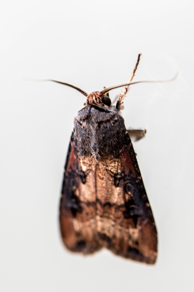 Moth by yorkshirekiwi