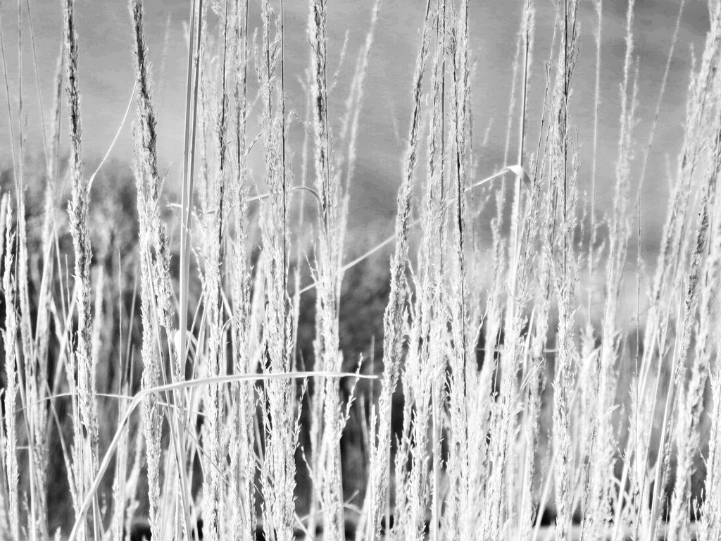Lori’s high grasses in high key by louannwarren