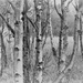A Small Copse  ... (For Me Album) by motherjane