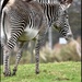 I adore zebras by rosiekind