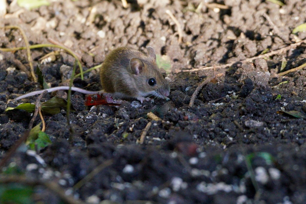 WOOD MOUSE by markp