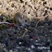 WOOD MOUSE by markp