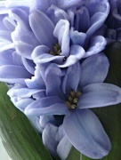 3rd Feb 2018 - Hyacinth blue 