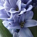 Hyacinth blue  by countrylassie