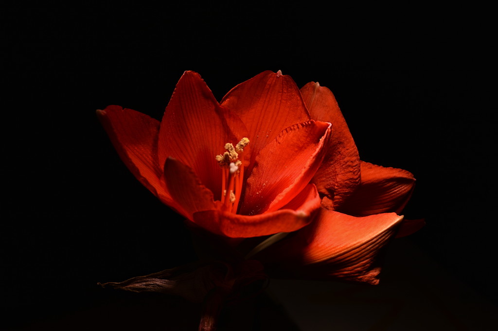 The amaryllis continues to bloom by caterina