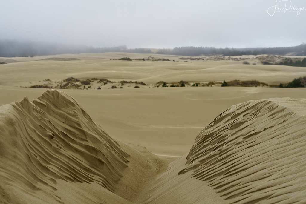 Foggy Dune Day by jgpittenger