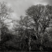 Old oaks by overalvandaan