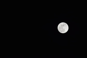 31st Jan 2018 - 31. Moon again