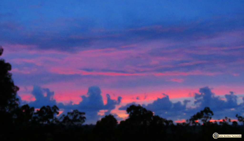 sunrise by koalagardens