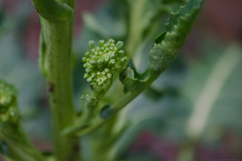 Home Grown Broccoli by byrdlip