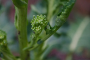 3rd Feb 2018 - Home Grown Broccoli