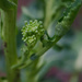 Home Grown Broccoli by byrdlip