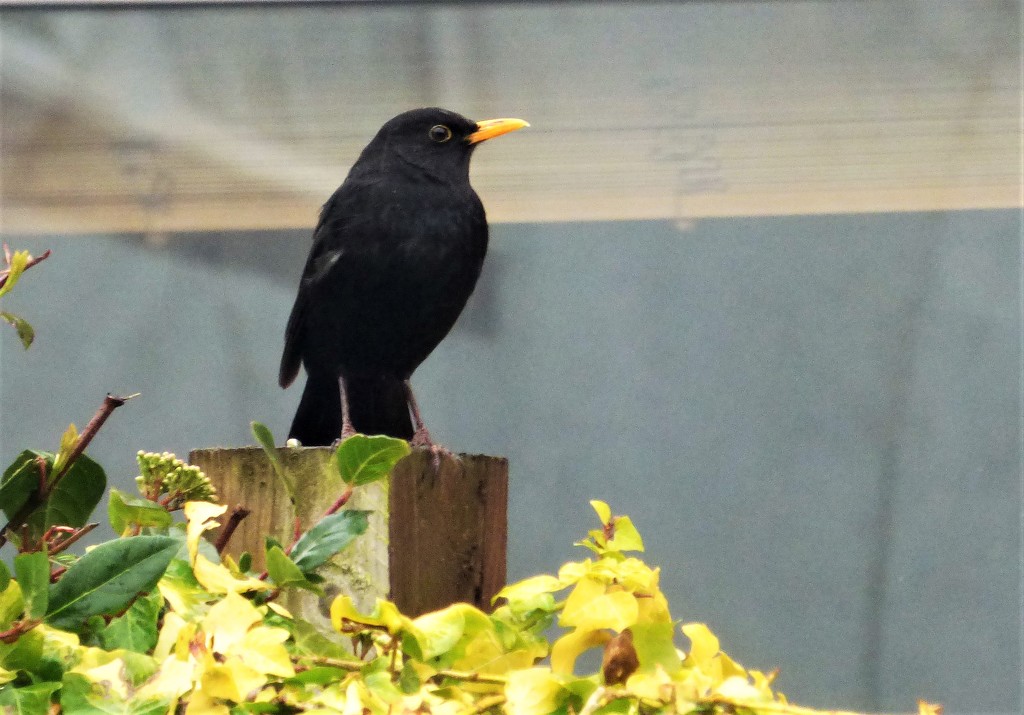 Mr Blackbird , sing me a song  by beryl