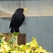 Mr Blackbird , sing me a song  by beryl