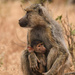 Baboon Mother and Baby by kareenking