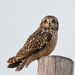 Short-Eared Owl by kareenking