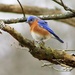 Fluffy Bluebird by cjwhite