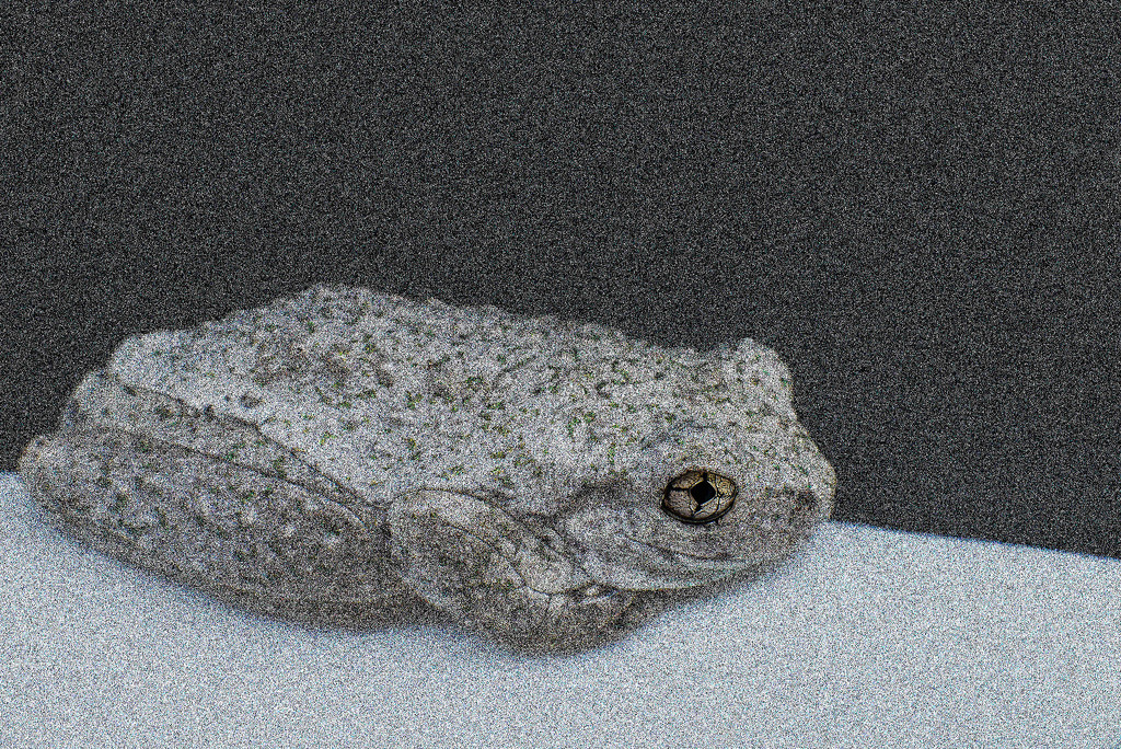 Mezzotint frog by jeneurell