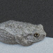 Mezzotint frog by jeneurell