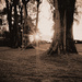 SunSet Lone Pines Batu Ferringhi by ianjb21